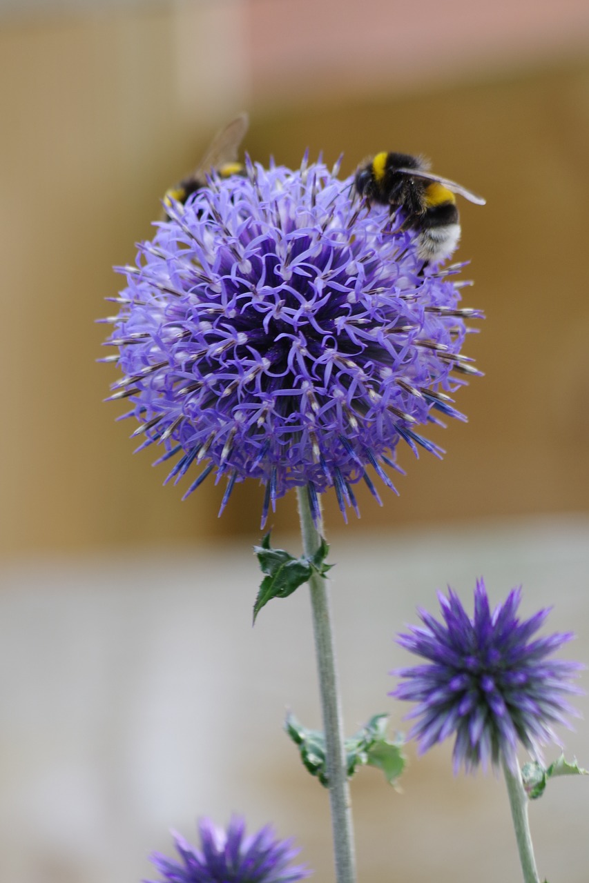 thistle  bee  nature free photo