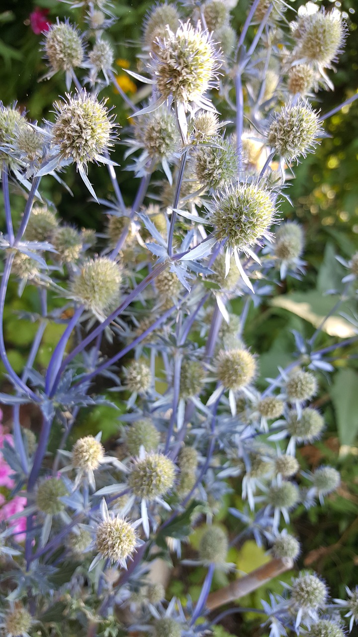 thistle  flower  flowers free photo