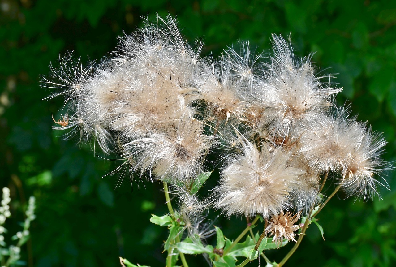 thistle  pappus  flower coronary free photo