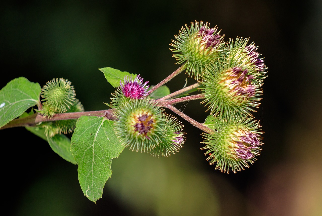 thistle  thistle flower  plant free photo