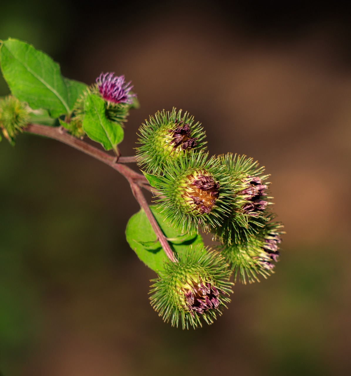 thistle  thistle flower  plant free photo