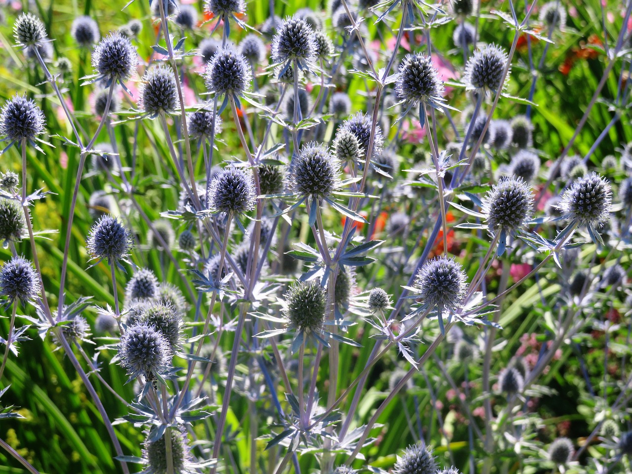 thistle  garden  meadow free photo