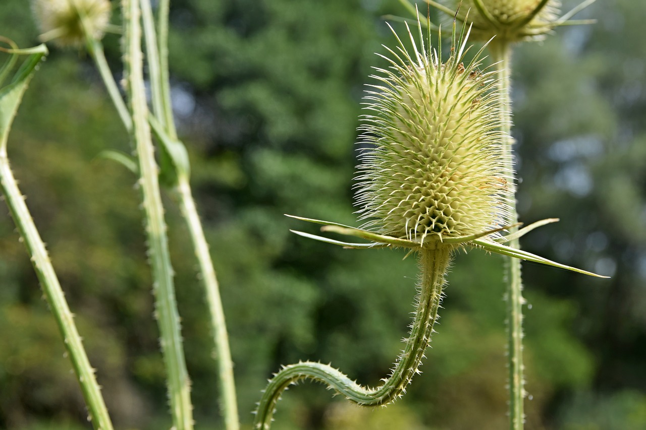 thistle  nature  meadow free photo