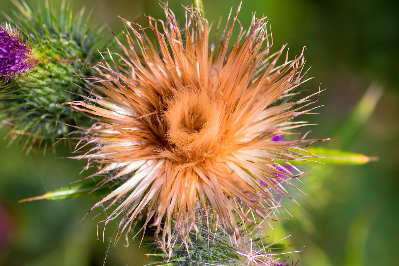 thistle  wild plant  prickly free photo
