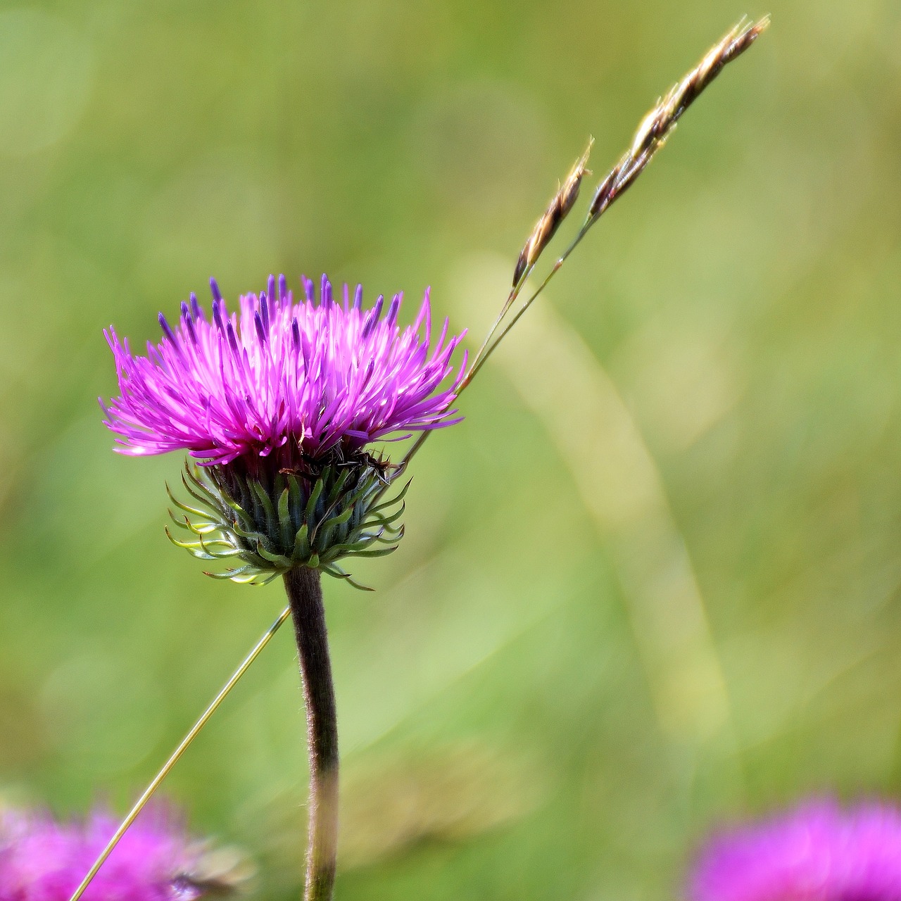 thistle  nature  blossom free photo