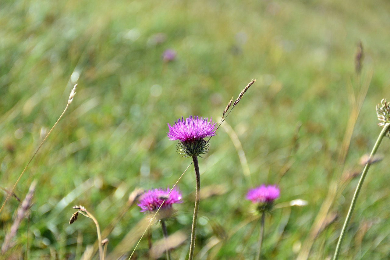 thistle  grass  nature free photo