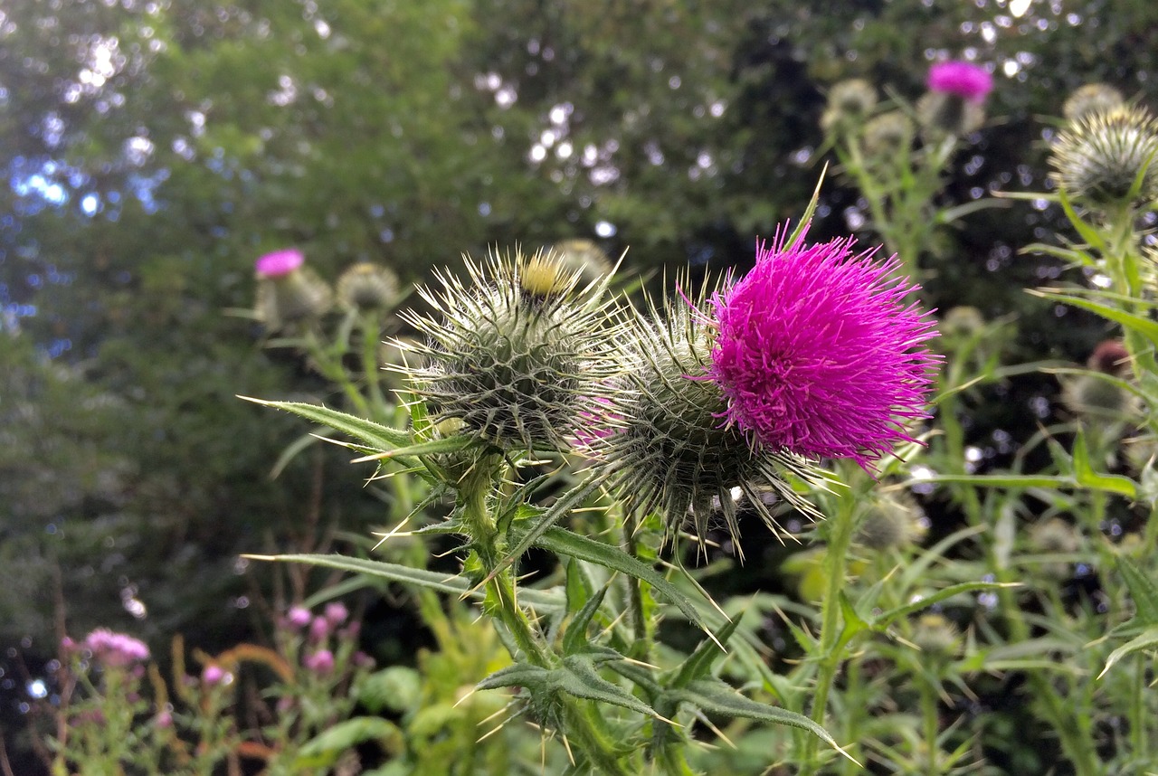 thistle  flower  purple free photo