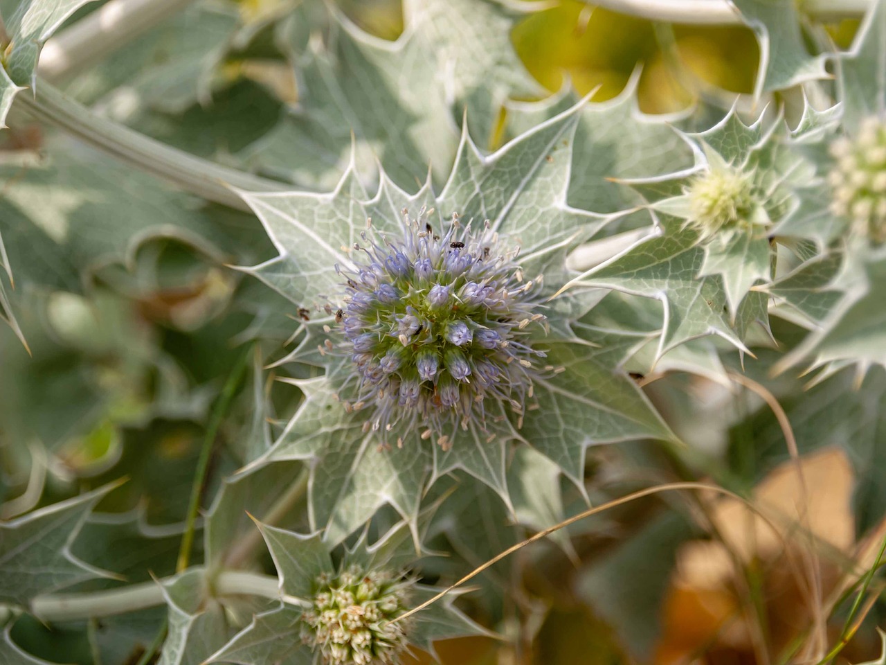 thistle  bokeh  plants free photo