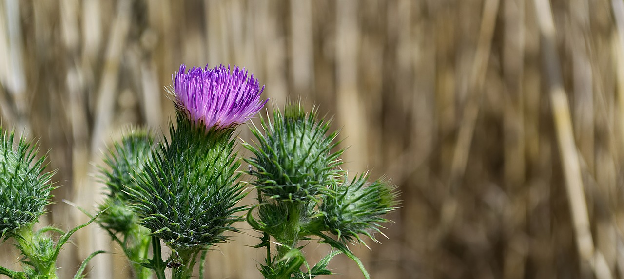 thistle  purple  nature free photo