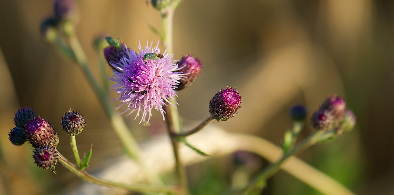 thistle  violet  purple free photo