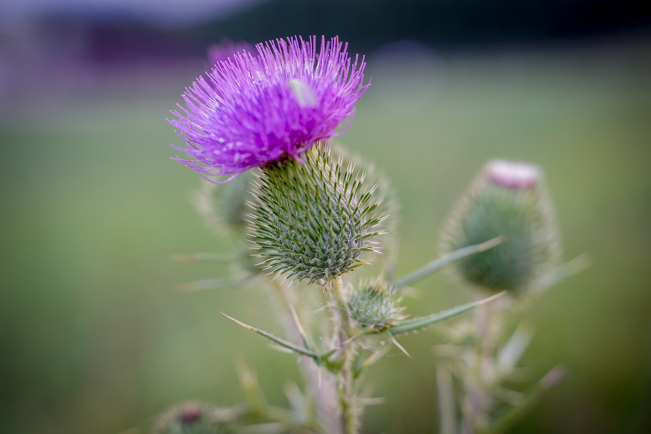 thistle  spur  nature free photo