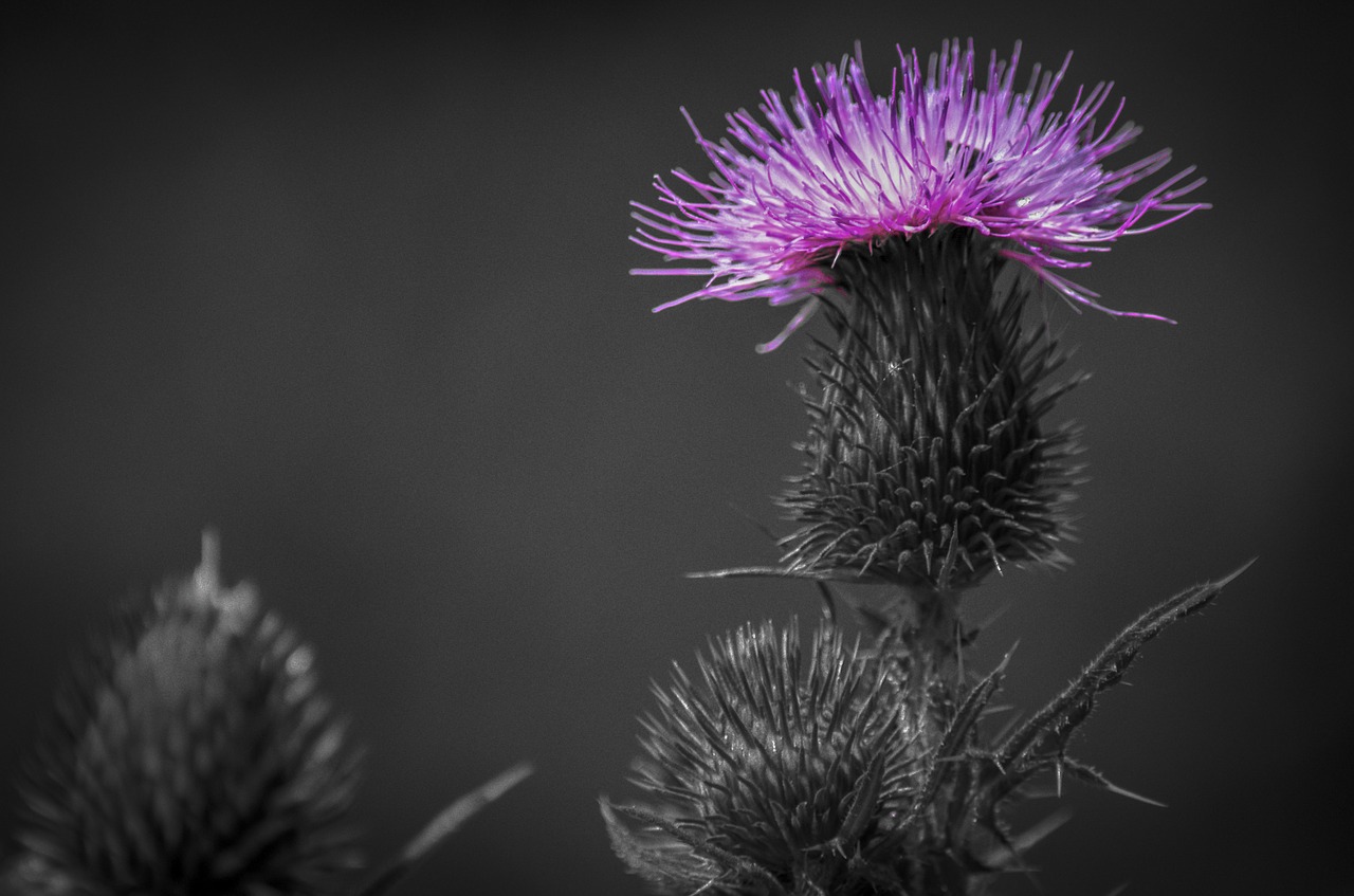 thistle  herb  plant free photo