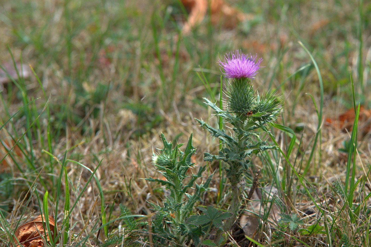 thistle  flower  meadow free photo