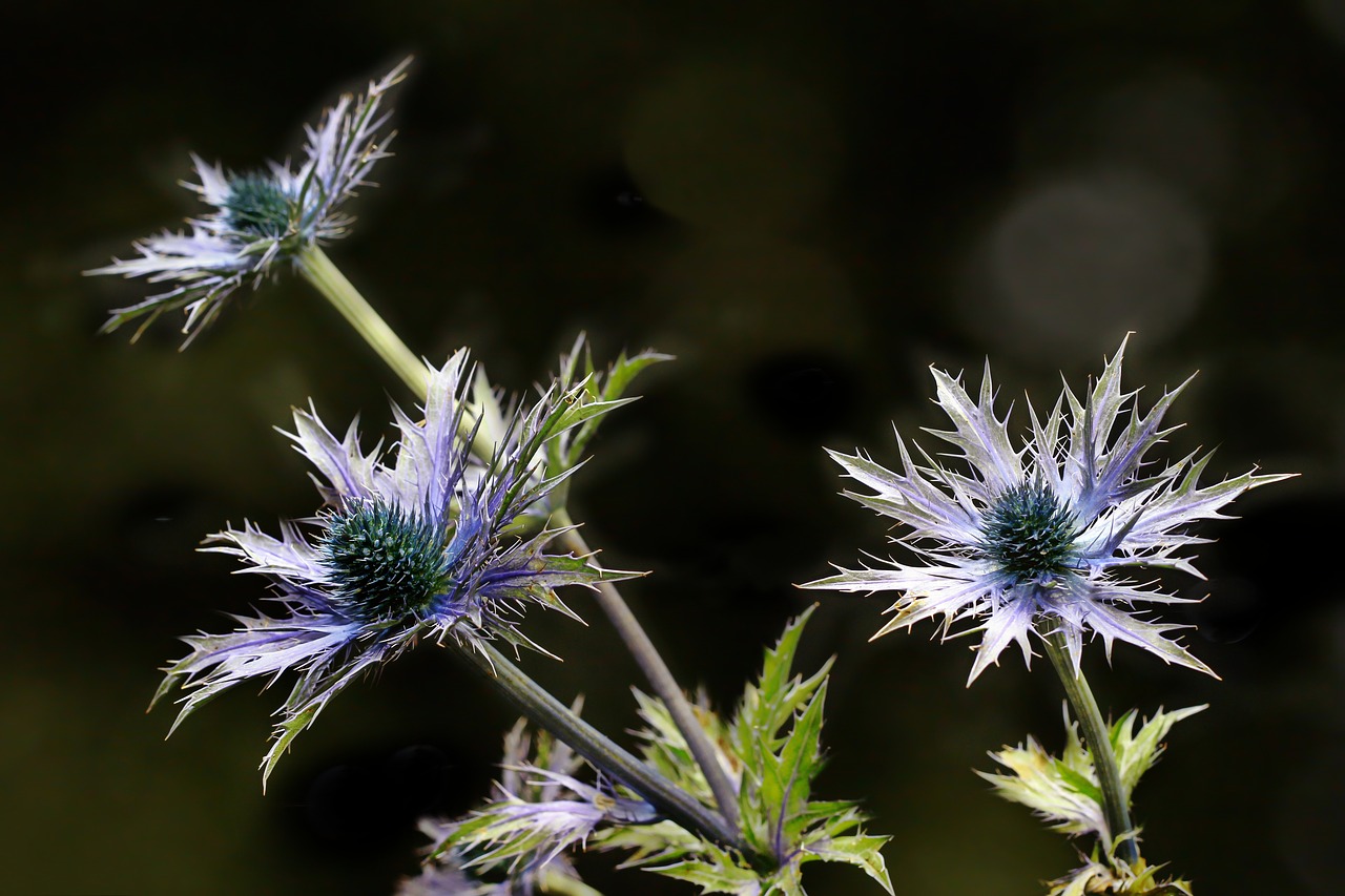 thistle  flower  plant free photo