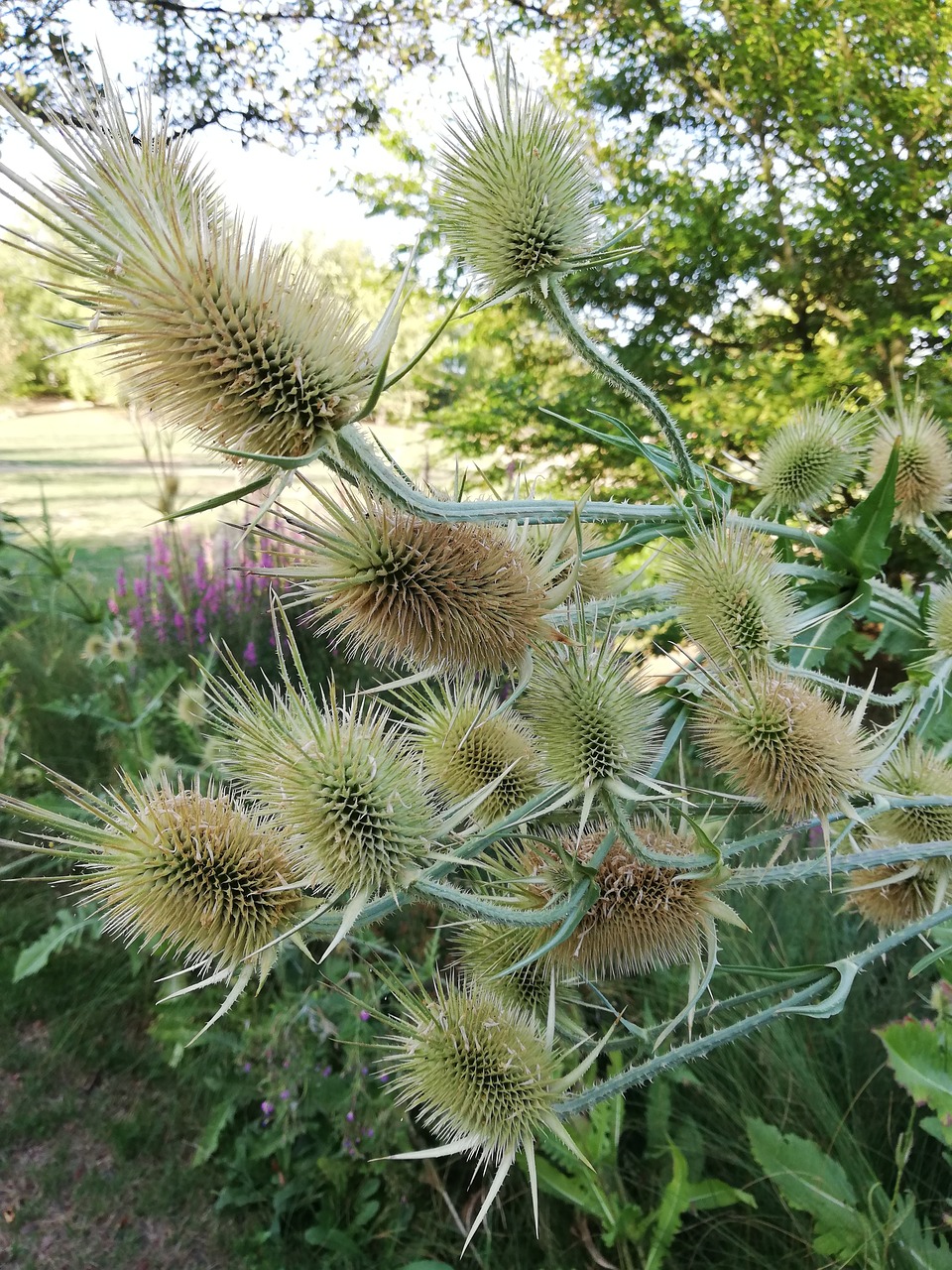 thistle  spikes  garden free photo