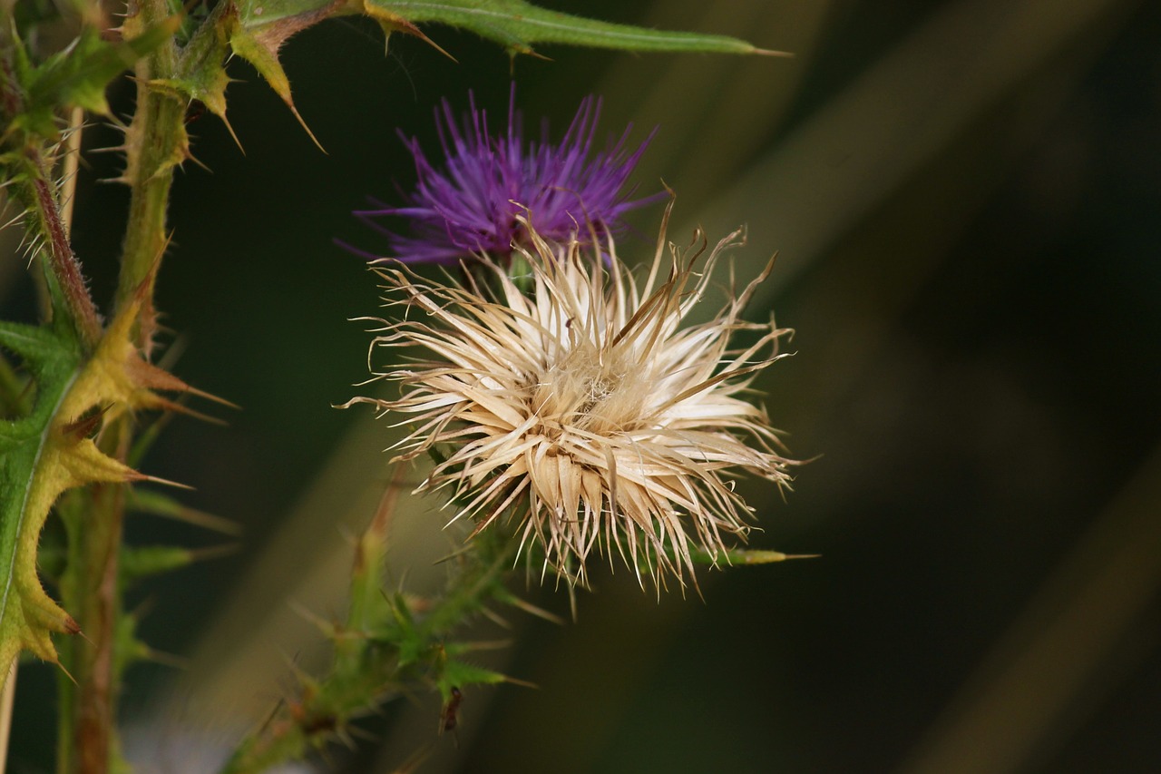 thistle  bloom  faded free photo