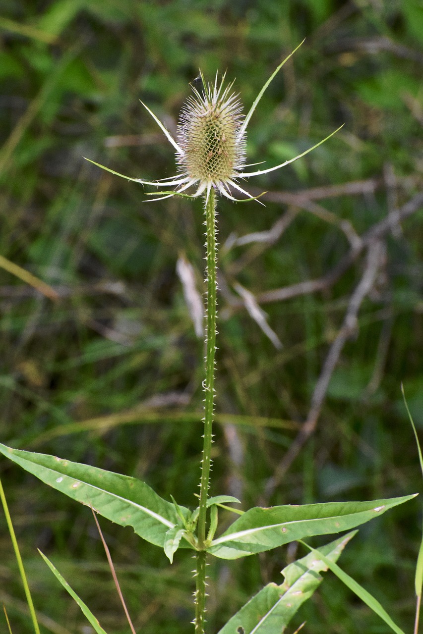 thistle  dry  weed free photo