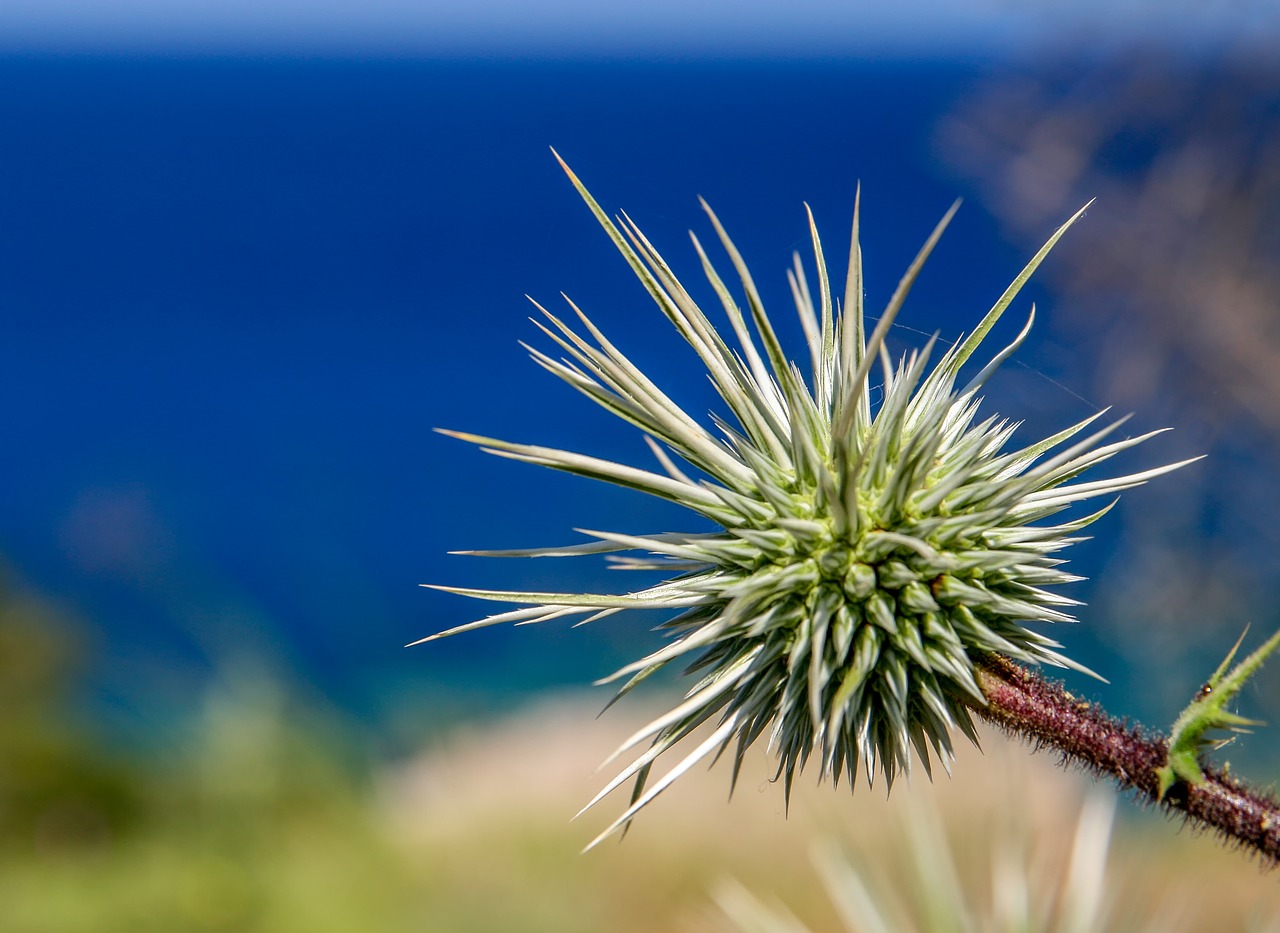 thistle  plant  nature free photo