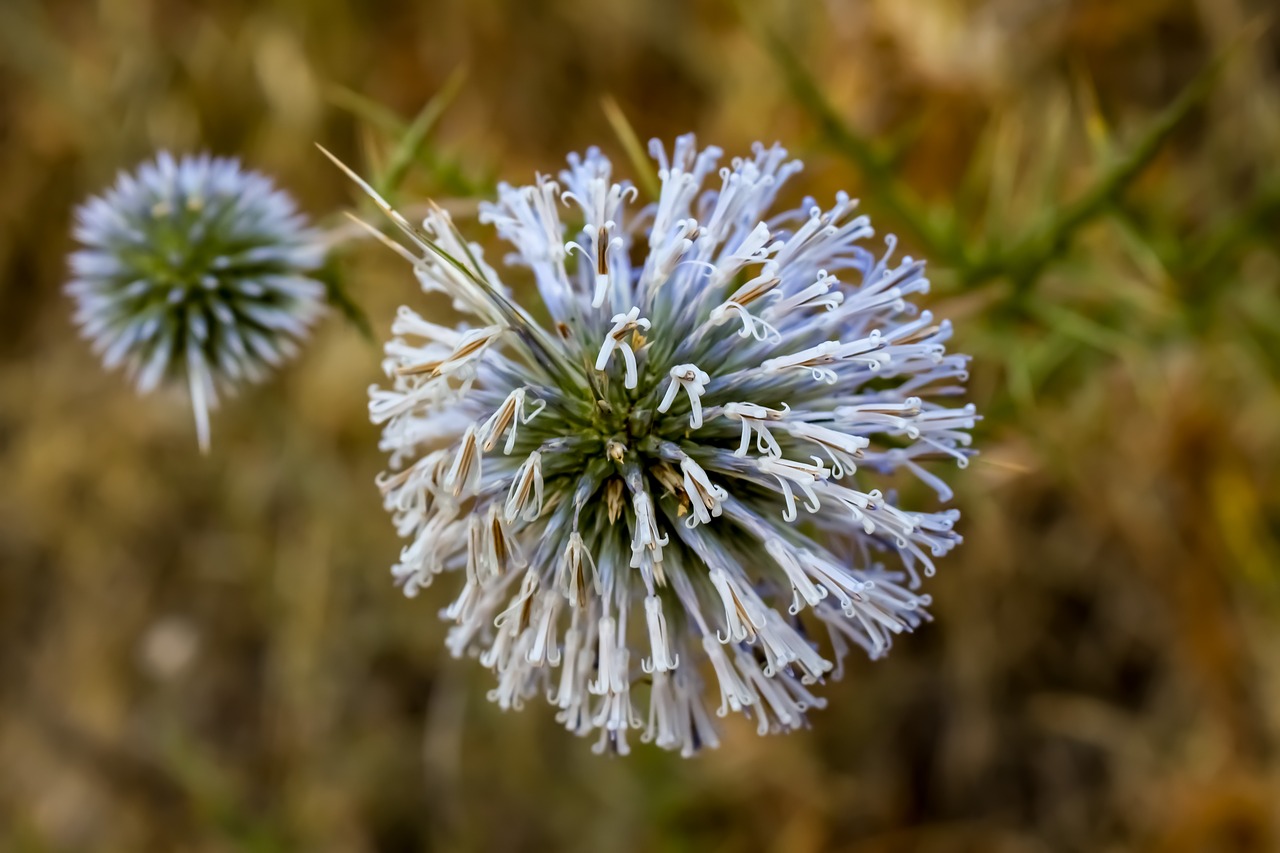 thistle  inflorescence  flower free photo