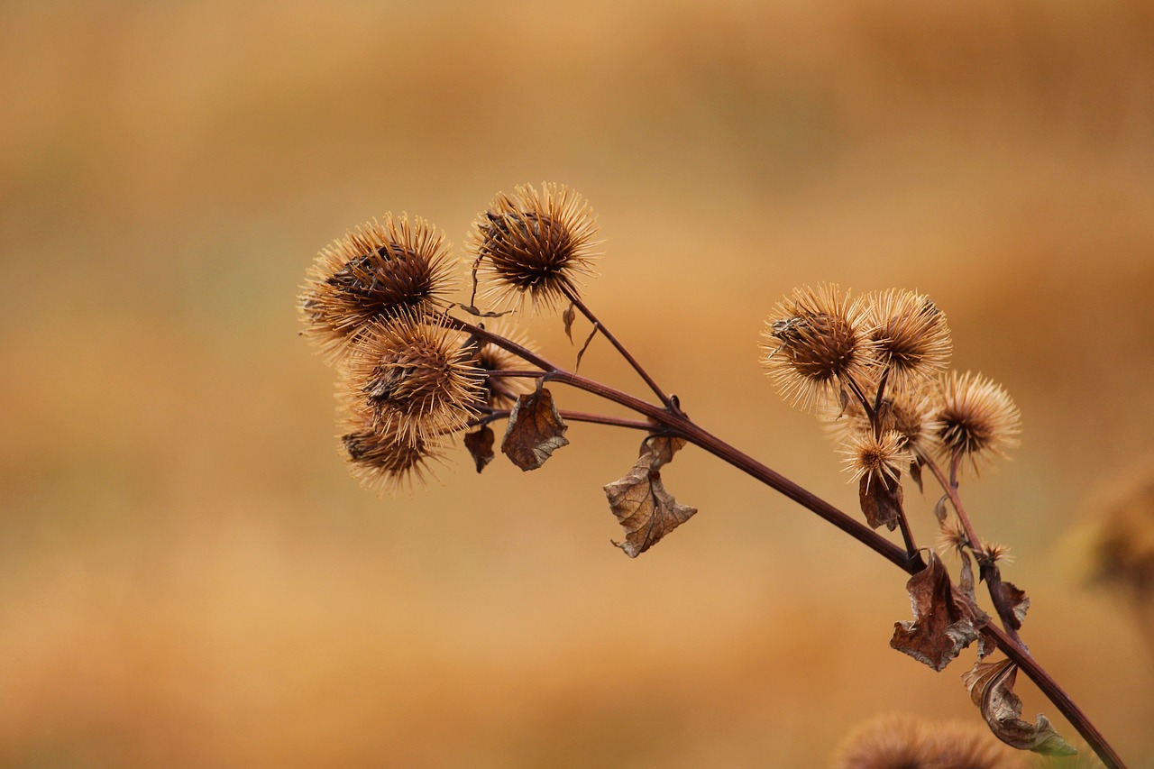 thistle  nature  prickly free photo