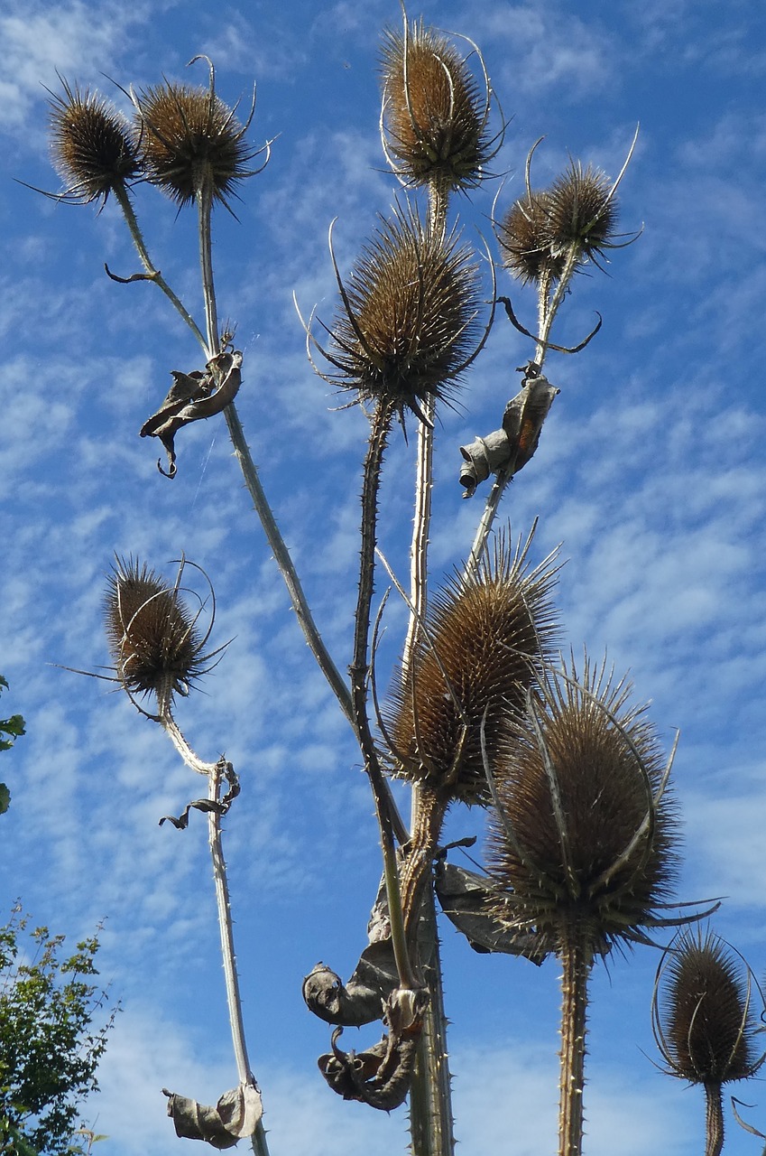 thistle  plant  nature free photo