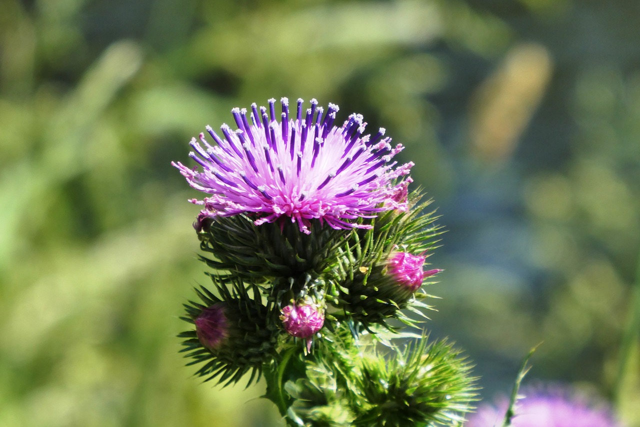 thistle  flowering plant  berm free photo