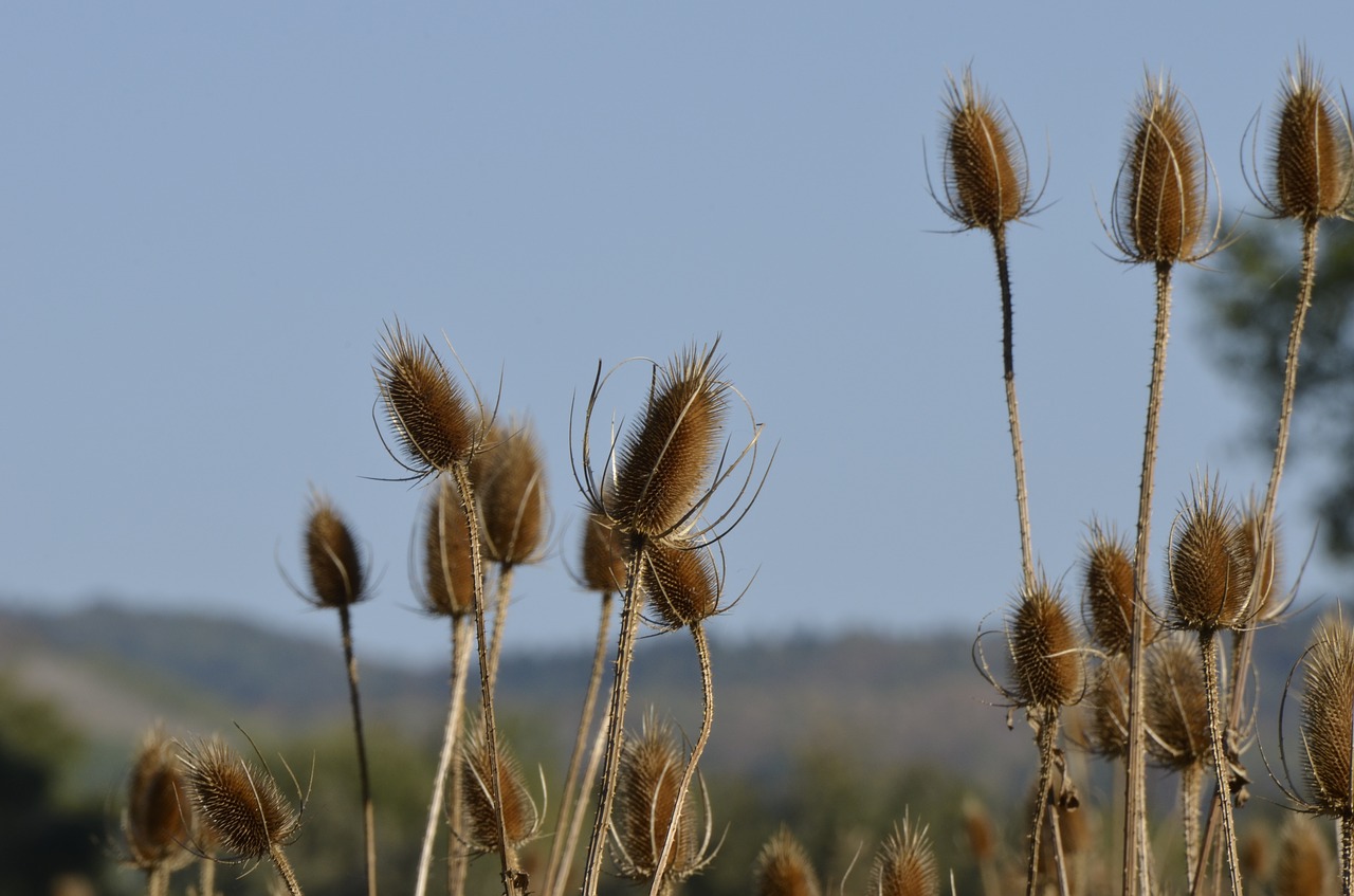 thistle  plant  wild flower free photo