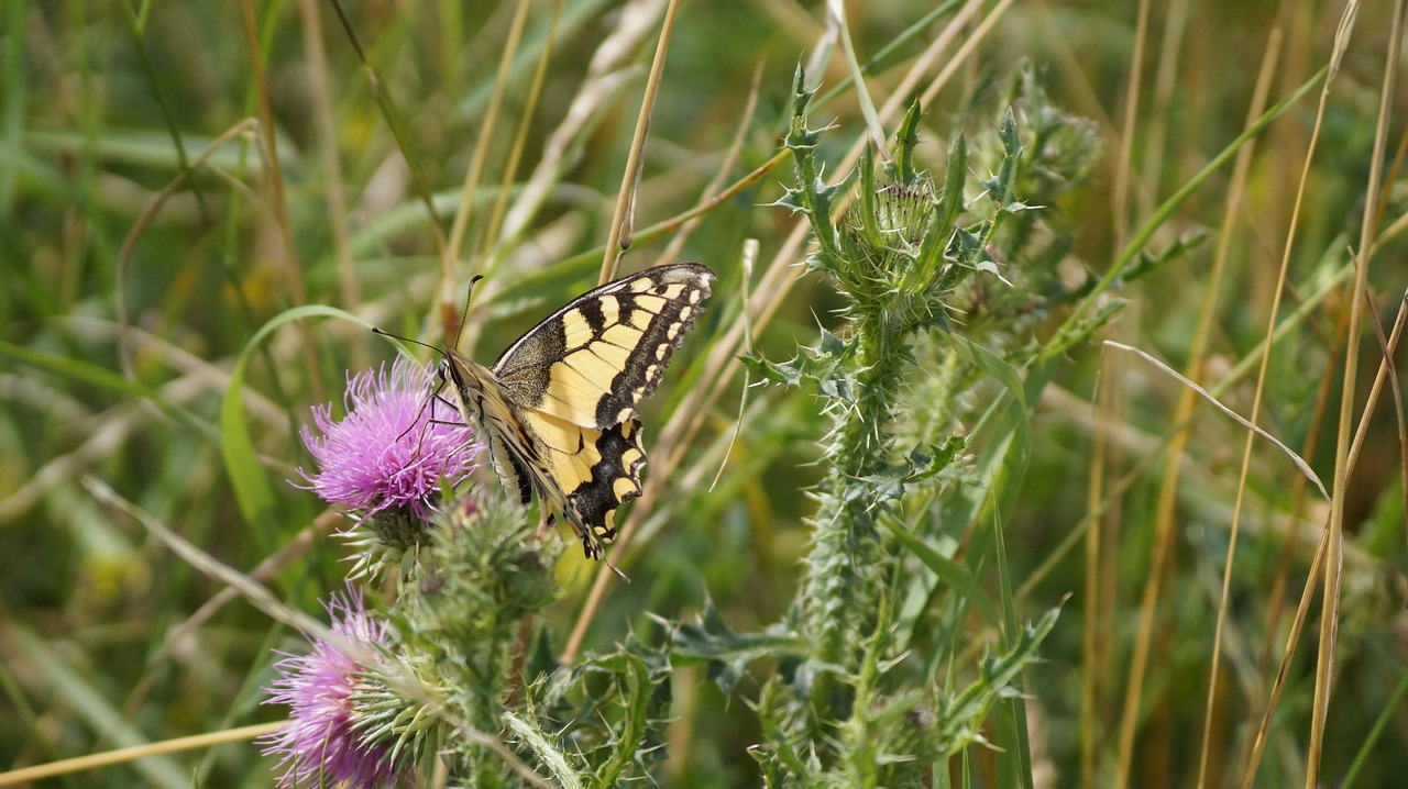 thistle  nature  butterfly free photo