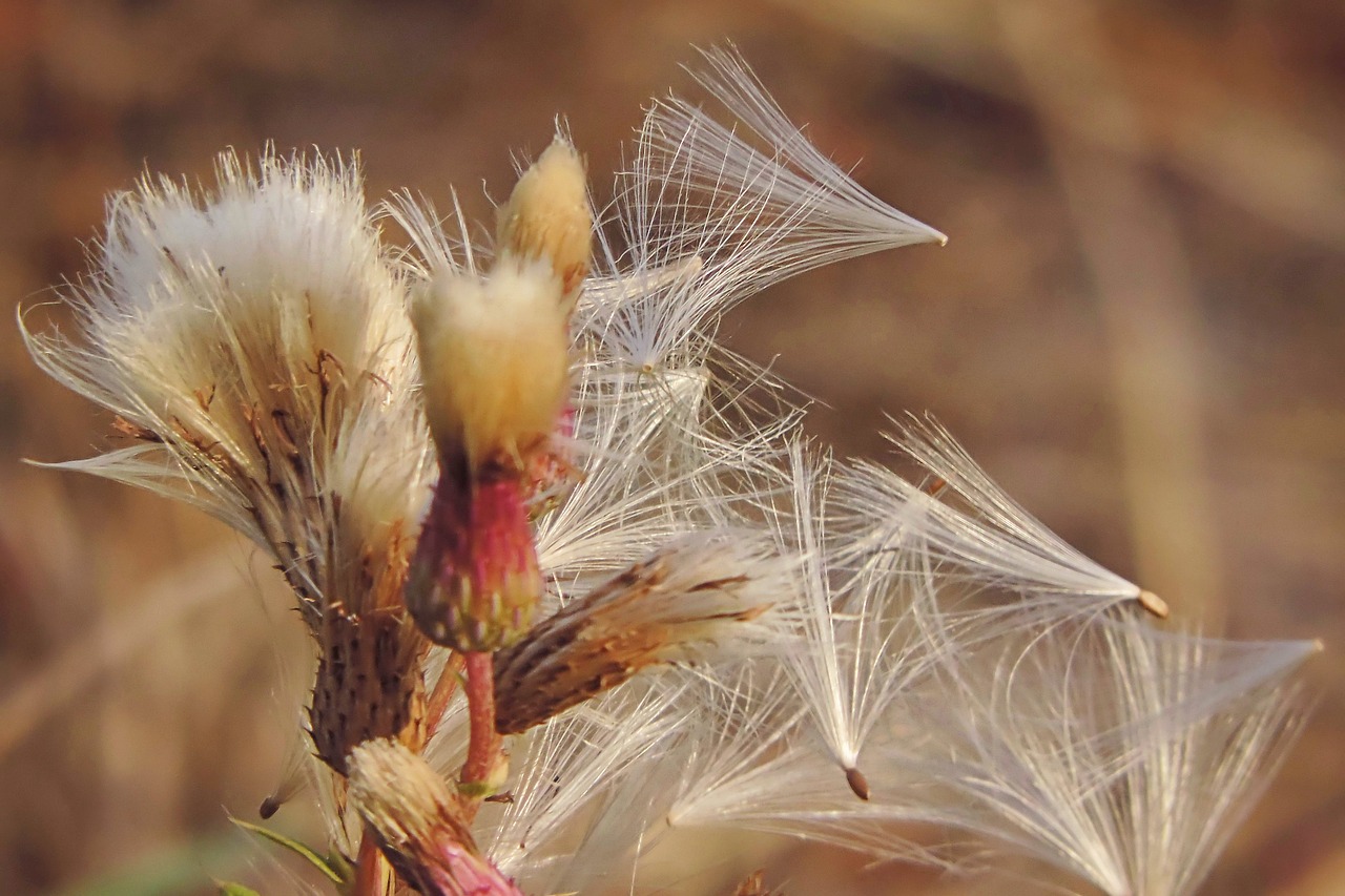 thistle  seeds  dandelion free photo