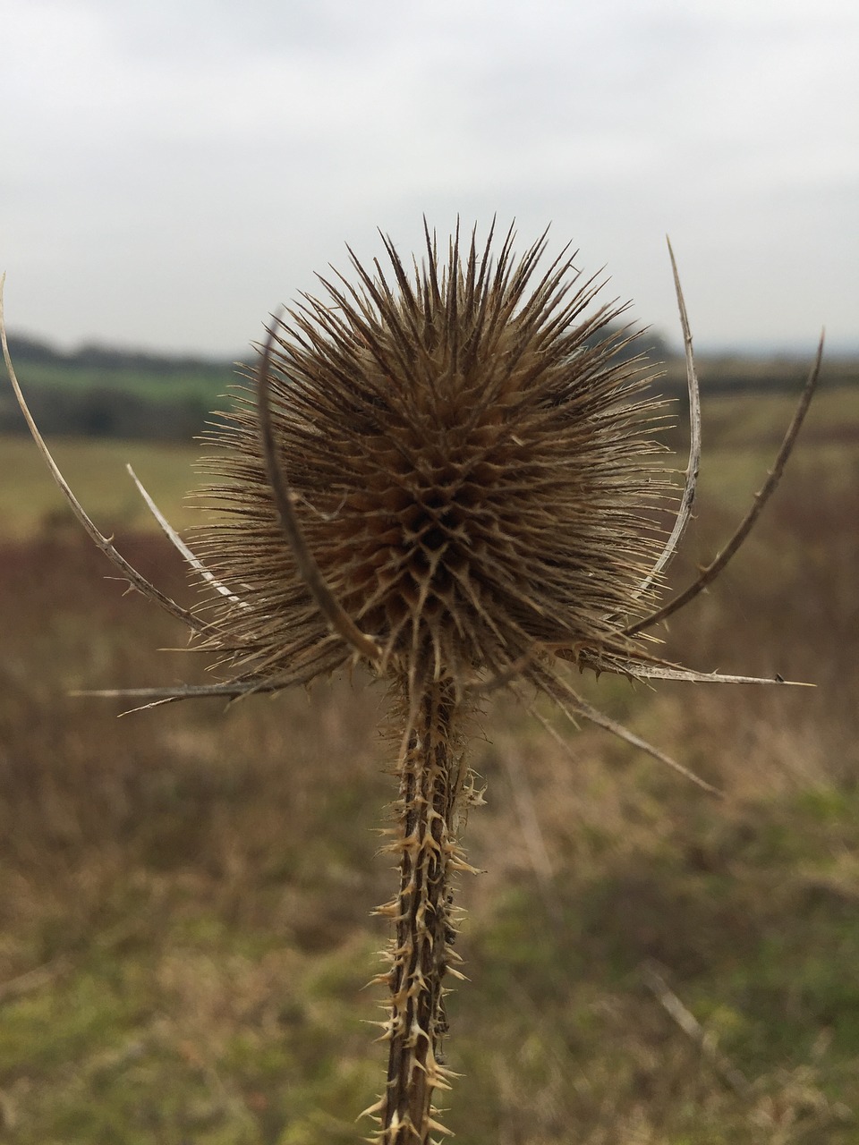 thistle  autumn  nature free photo