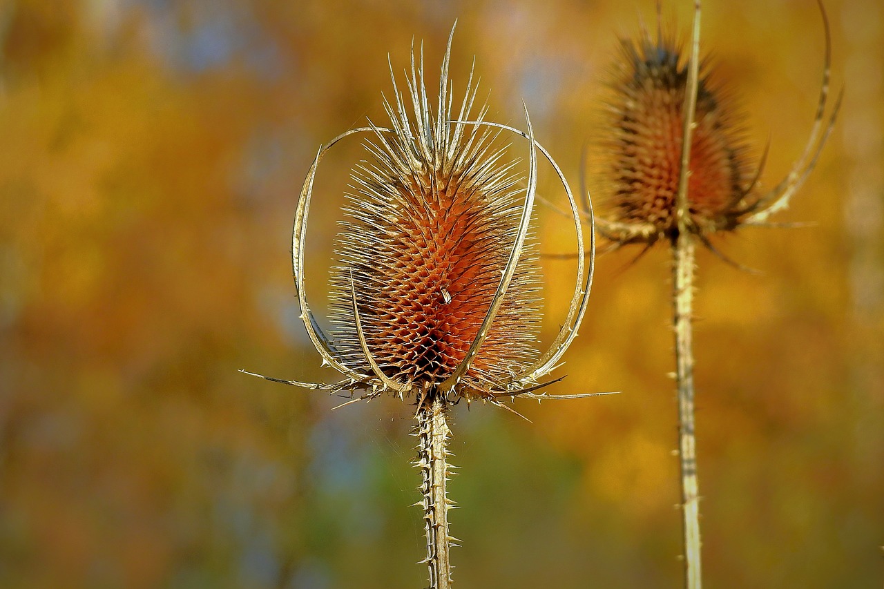 thistle  nature  plant free photo