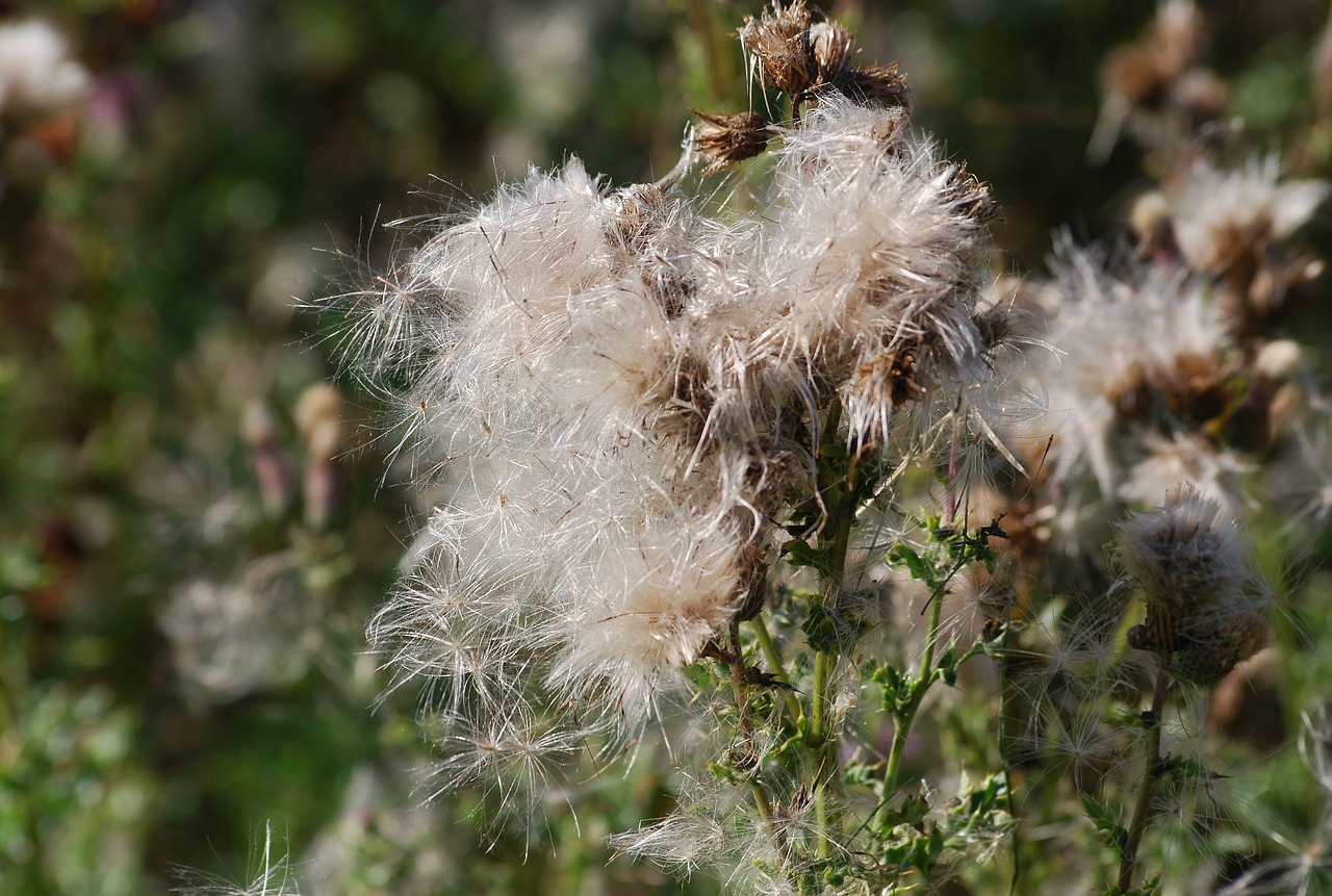 thistle seeds thistledown free photo