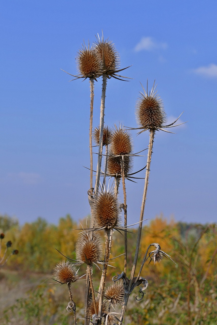 thistle  plant  nature free photo