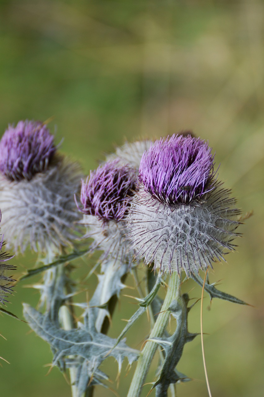 thistle  flower  plant free photo