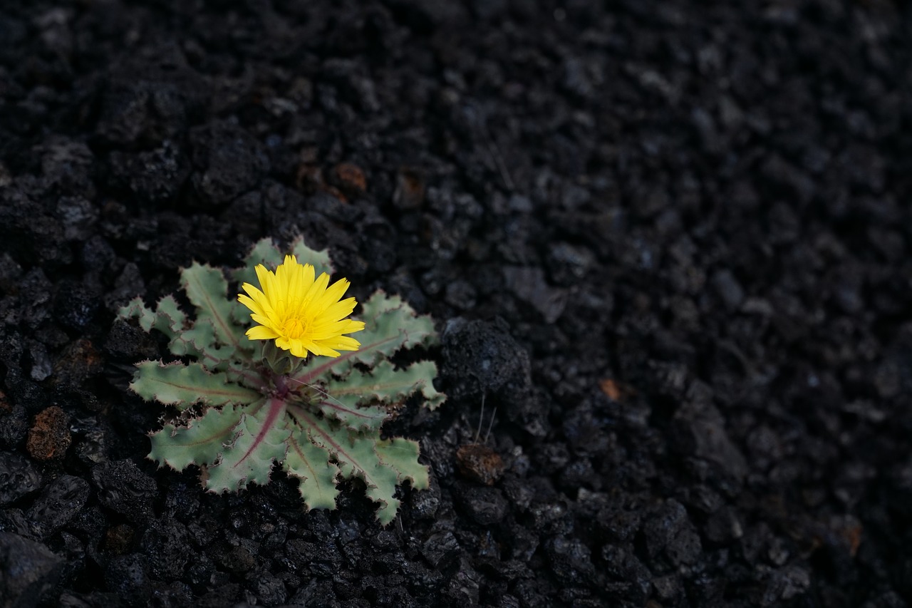 thistle  yellow  black free photo