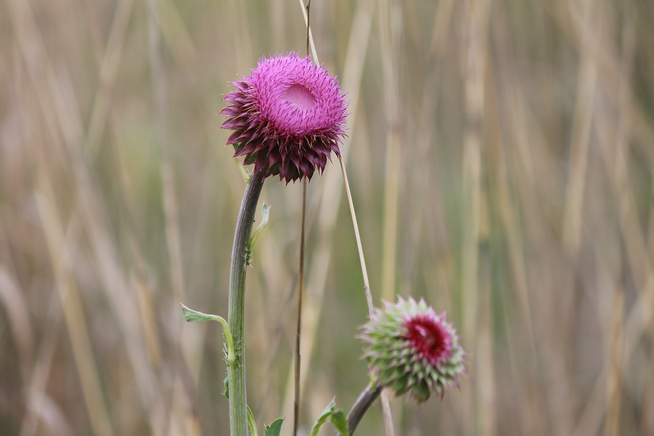 thistle wildflower nature free photo