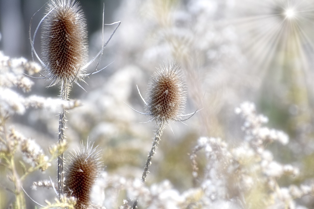 thistle  weed  plant free photo