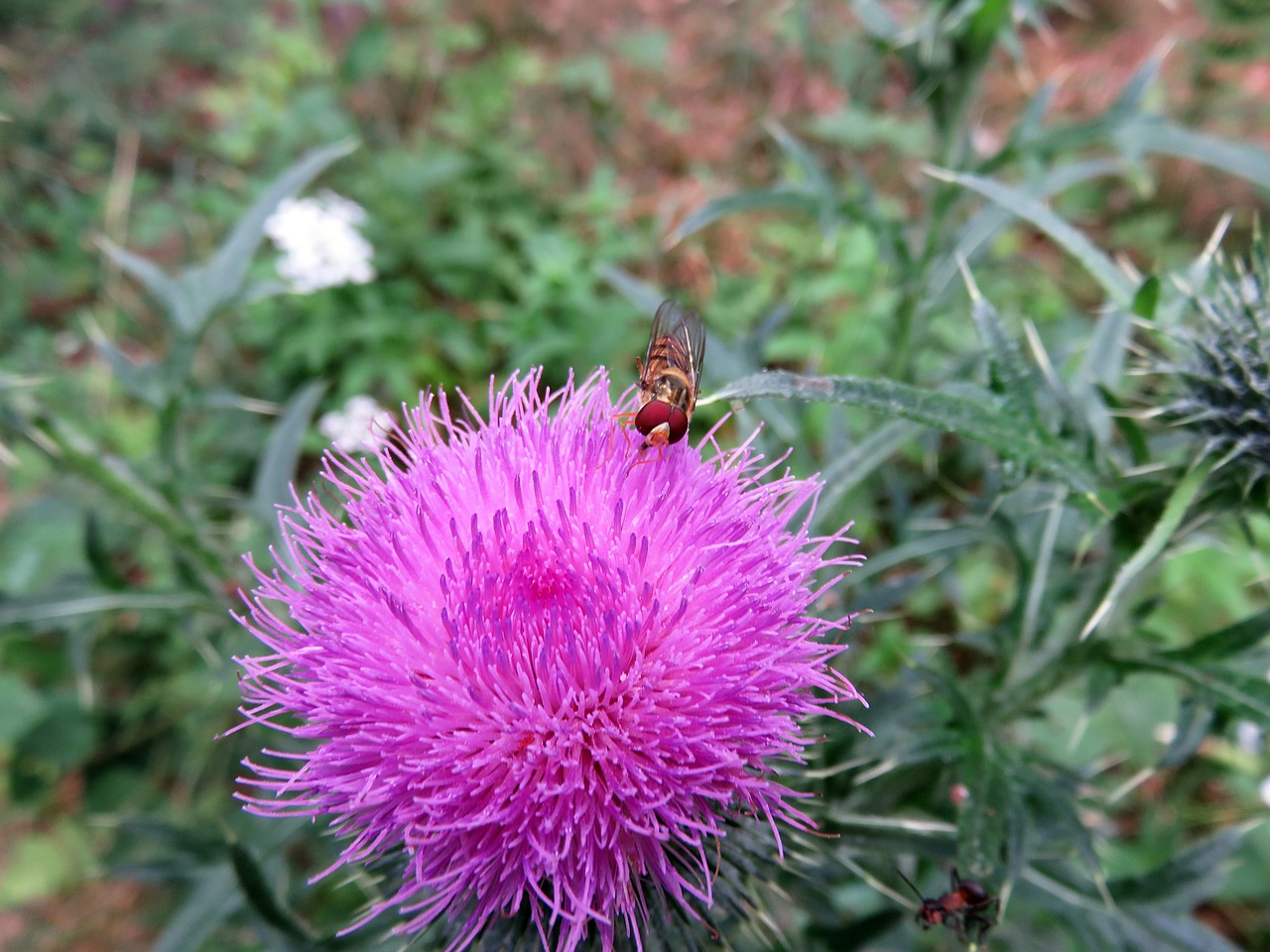 thistle  blossom  bloom free photo