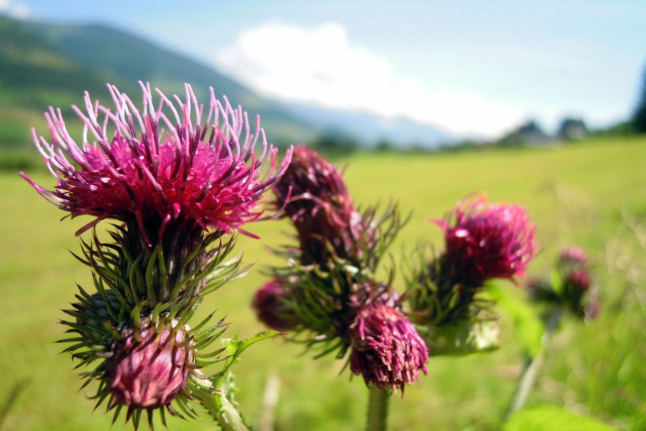 thistle flowers bloom free photo