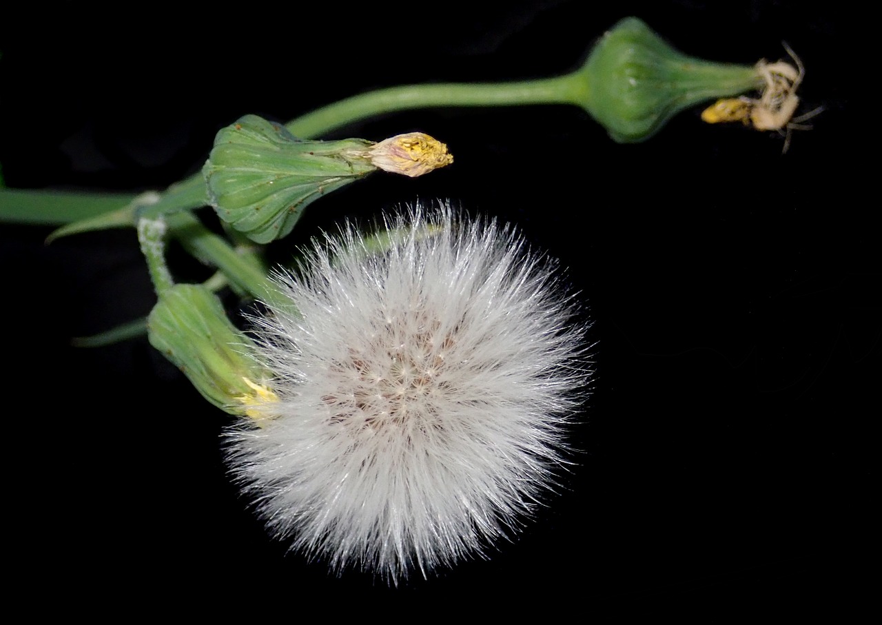 thistle  weed  seeds free photo