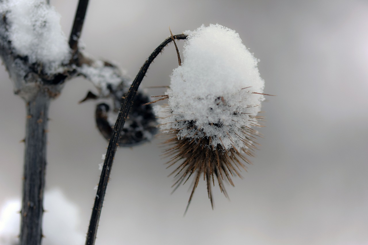 thistle  winter  snow free photo