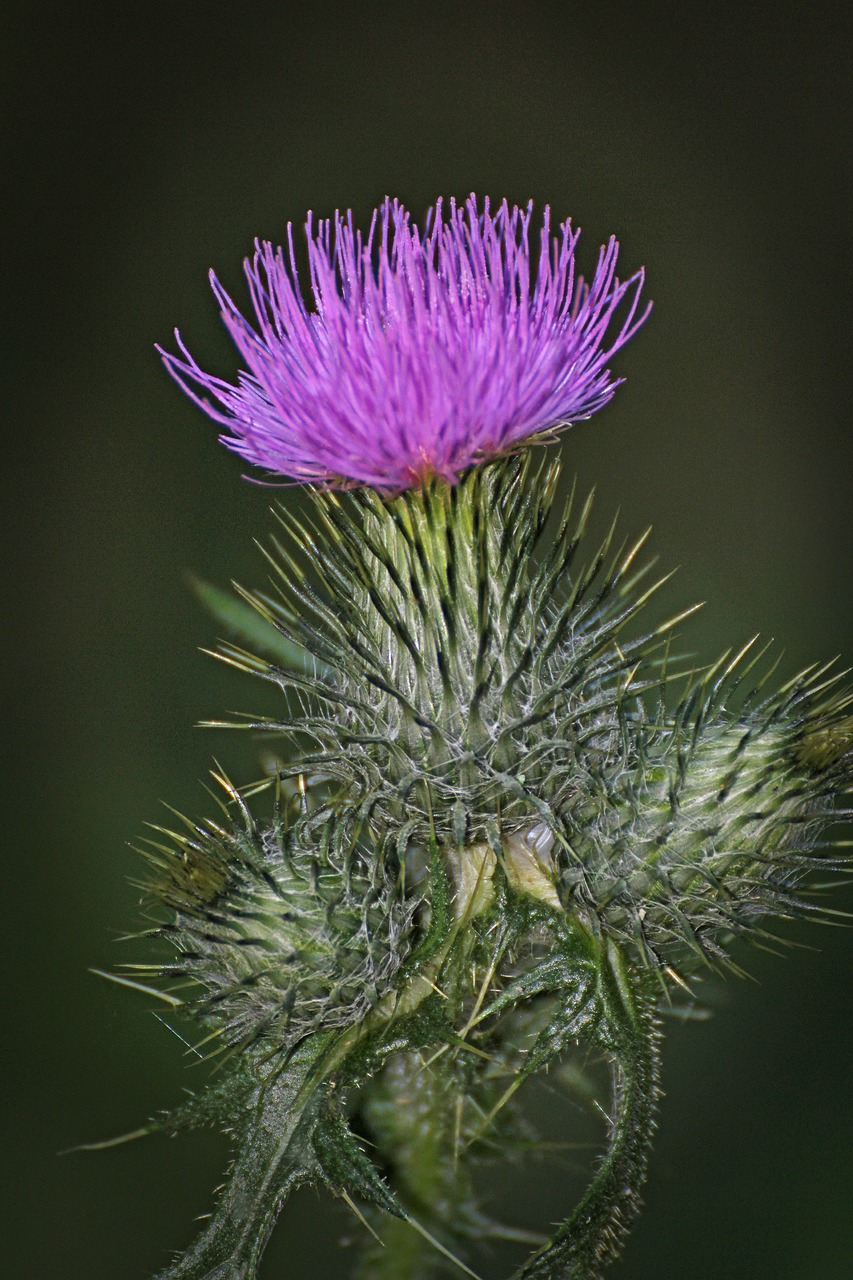 thistle flower nature free photo