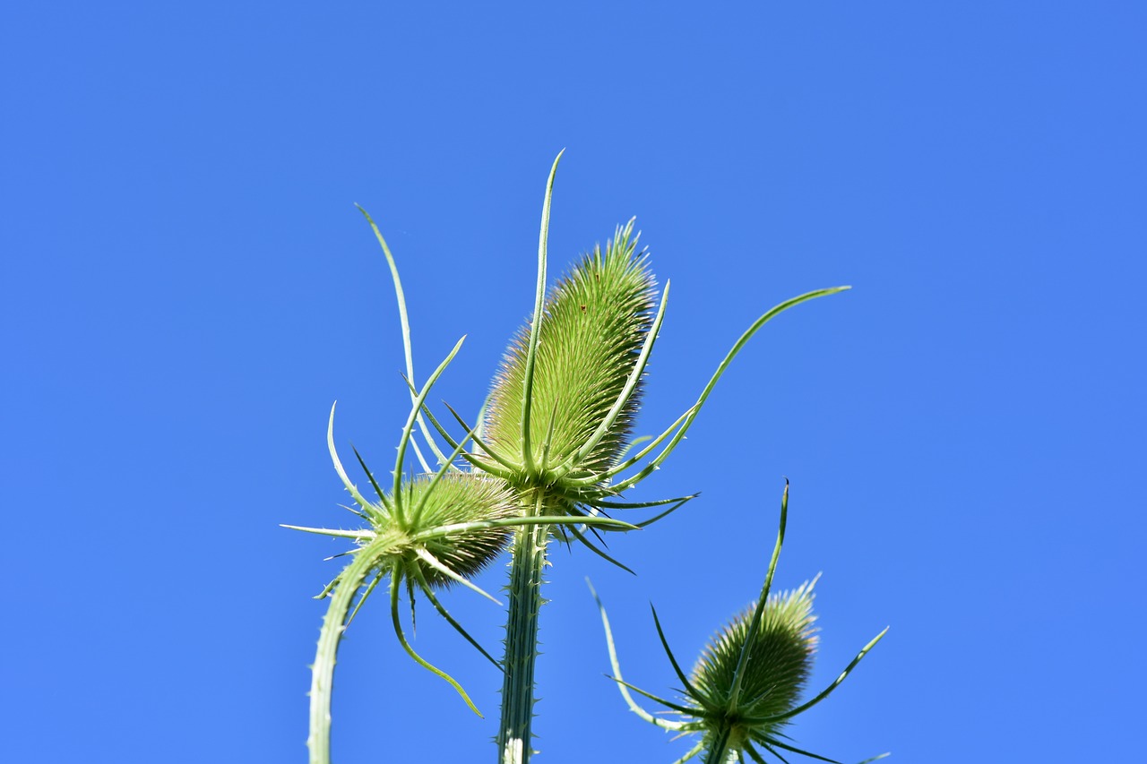 thistle  wild teasel  spur free photo