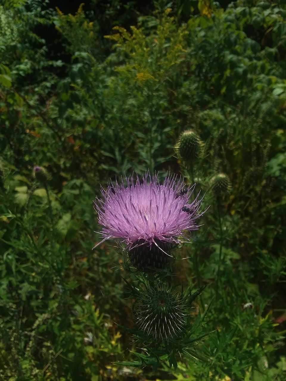 thistle  flower  nature free photo