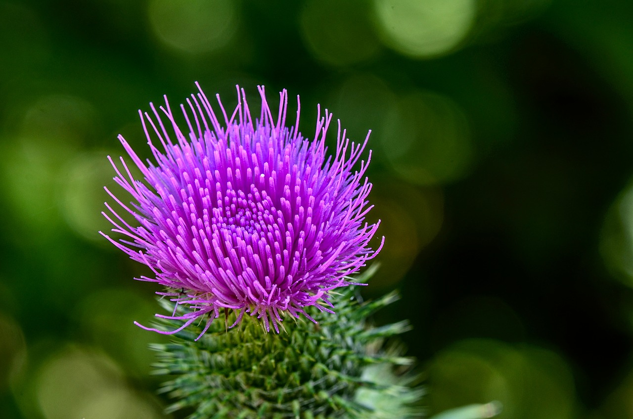 thistle  flower  plant free photo