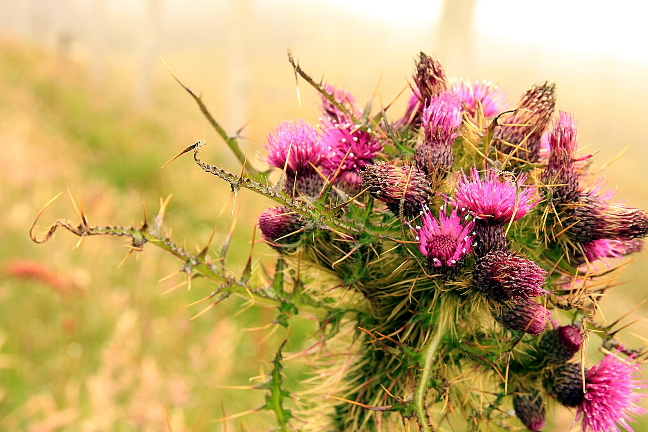 thistle  scotland  flower free photo