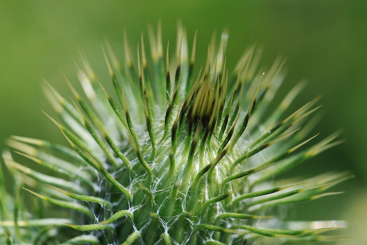 thistle thistle plant plant free photo