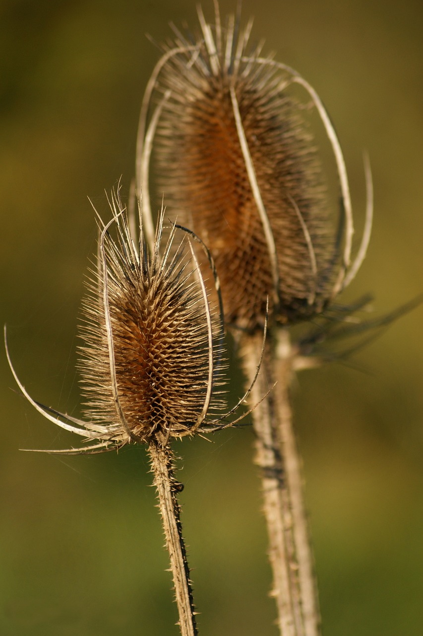 thistle  autumn  meadow free photo