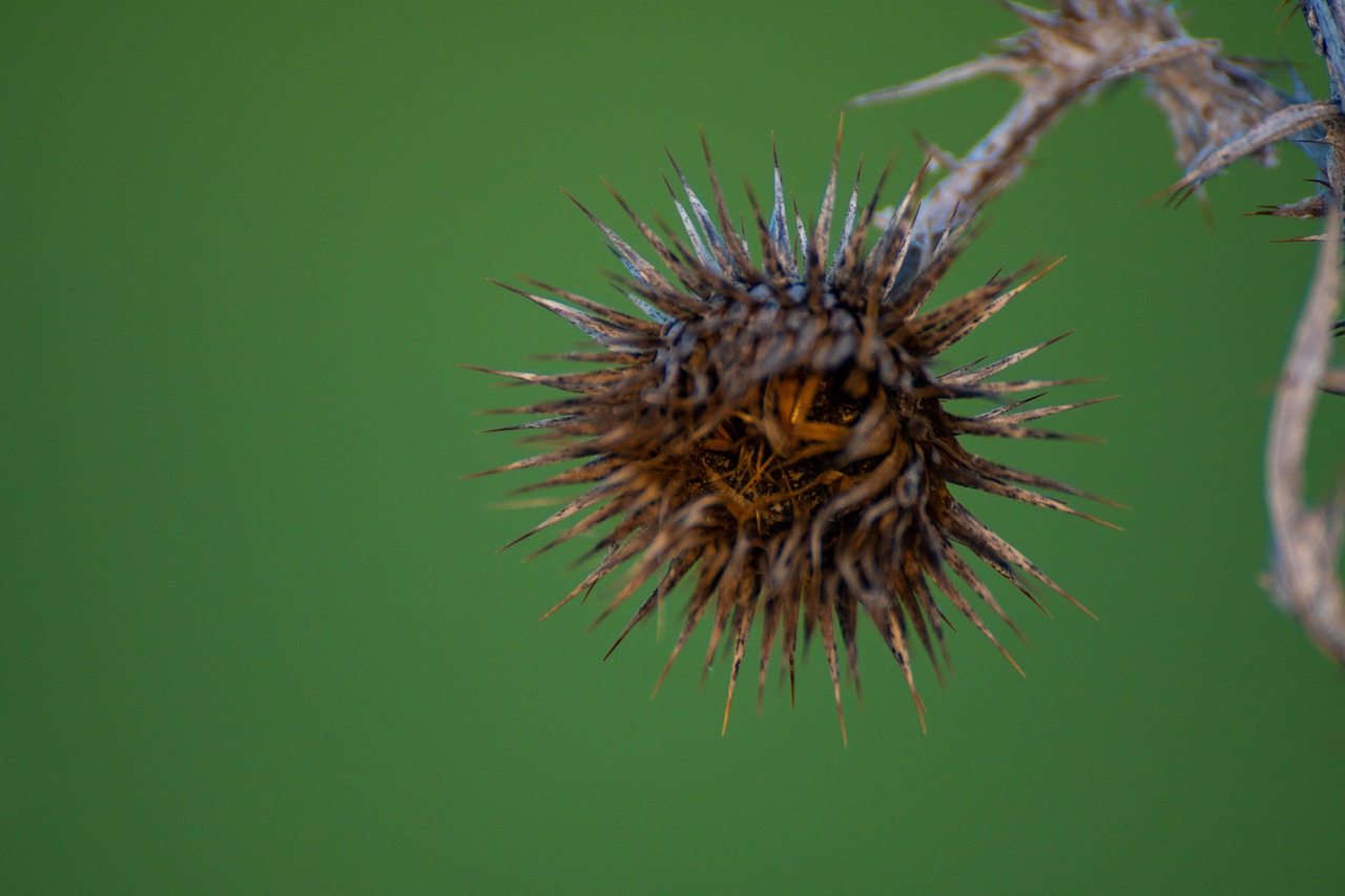 thistle  dry flower  thorny free photo