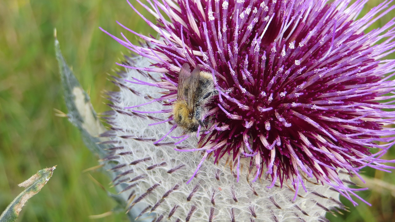 thistle nature flower free photo